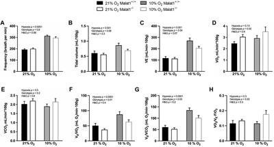 Malat1 deficiency prevents hypoxia-induced lung dysfunction by protecting the access to alveoli